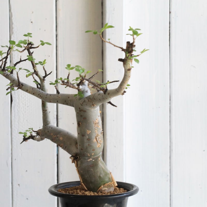 ブルセラ ファガロイデス | hanayoshi-botanical ブルセラ ファガロイデス | hanayoshi-botanical