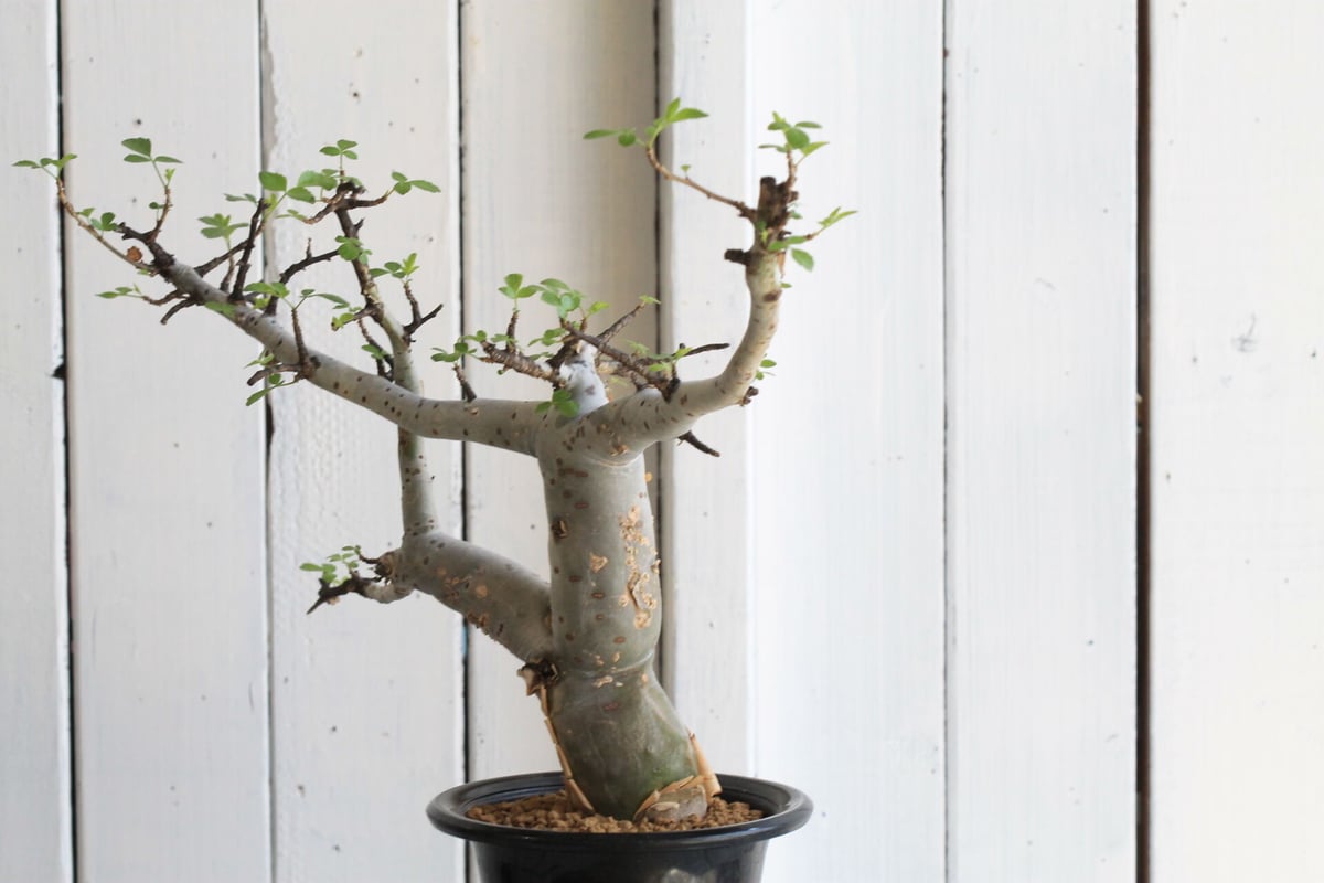 ブルセラ ファガロイデス | hanayoshi-botanical ブルセラ ファガロイデス | hanayoshi-botanical