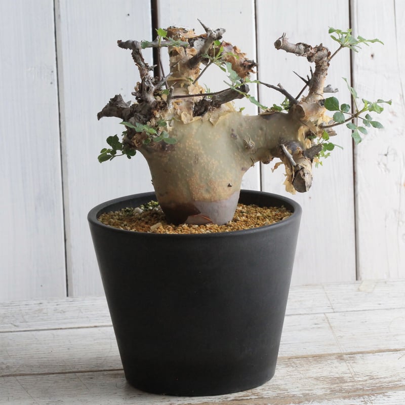 コミフォラ カタフ ターカネンシス 現地球 | hanayoshi-botanical