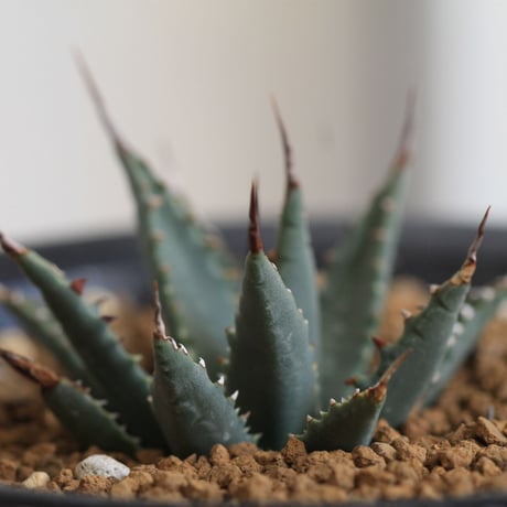 Agave utahensis eborispina　ユタエンシス　エボリスピナ