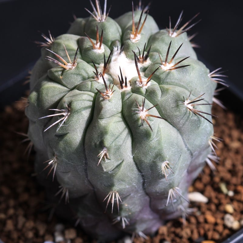 コピアポア アルチコスタータ | hanayoshi-botanical