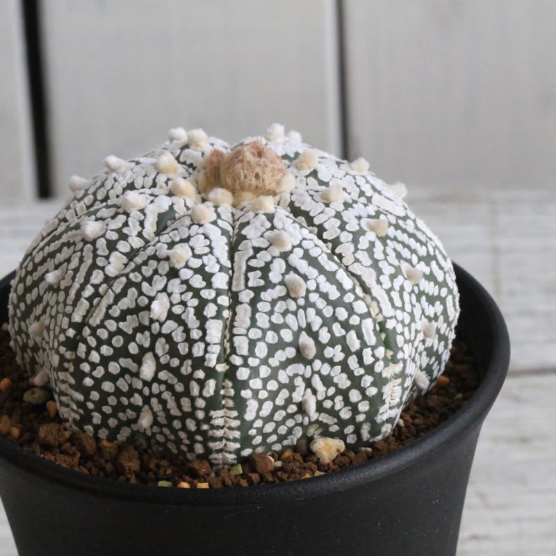 アストロフィツム スーパー兜 | hanayoshi-botanical