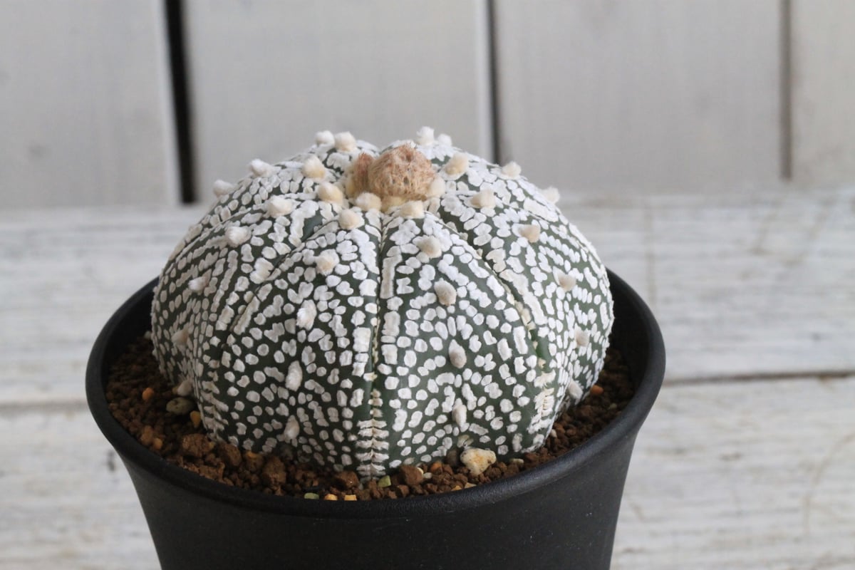 アストロフィツム スーパー兜 | hanayoshi-botanical