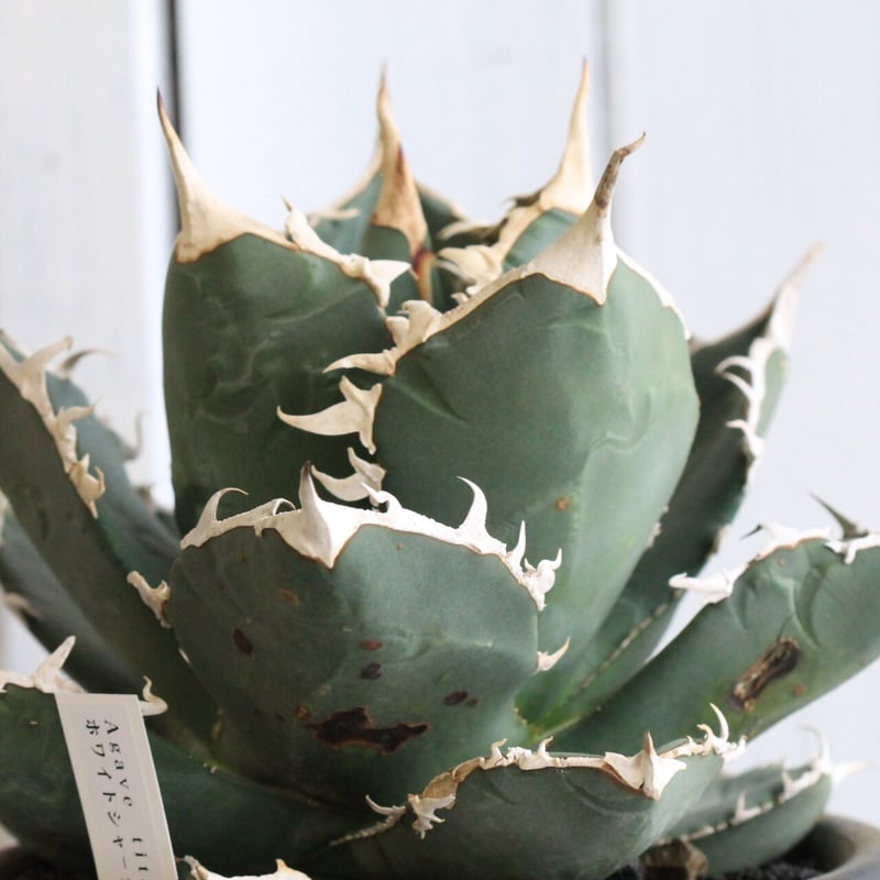 アガベ チタノタ ホワイトシャーク（特選） | hanayoshi-botanical