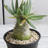 コレクション放出!!!　パキポディウム　獅子大黒　タッキー コレクション放出!!! パキポディウム 獅子大黒 タッキー コレクション