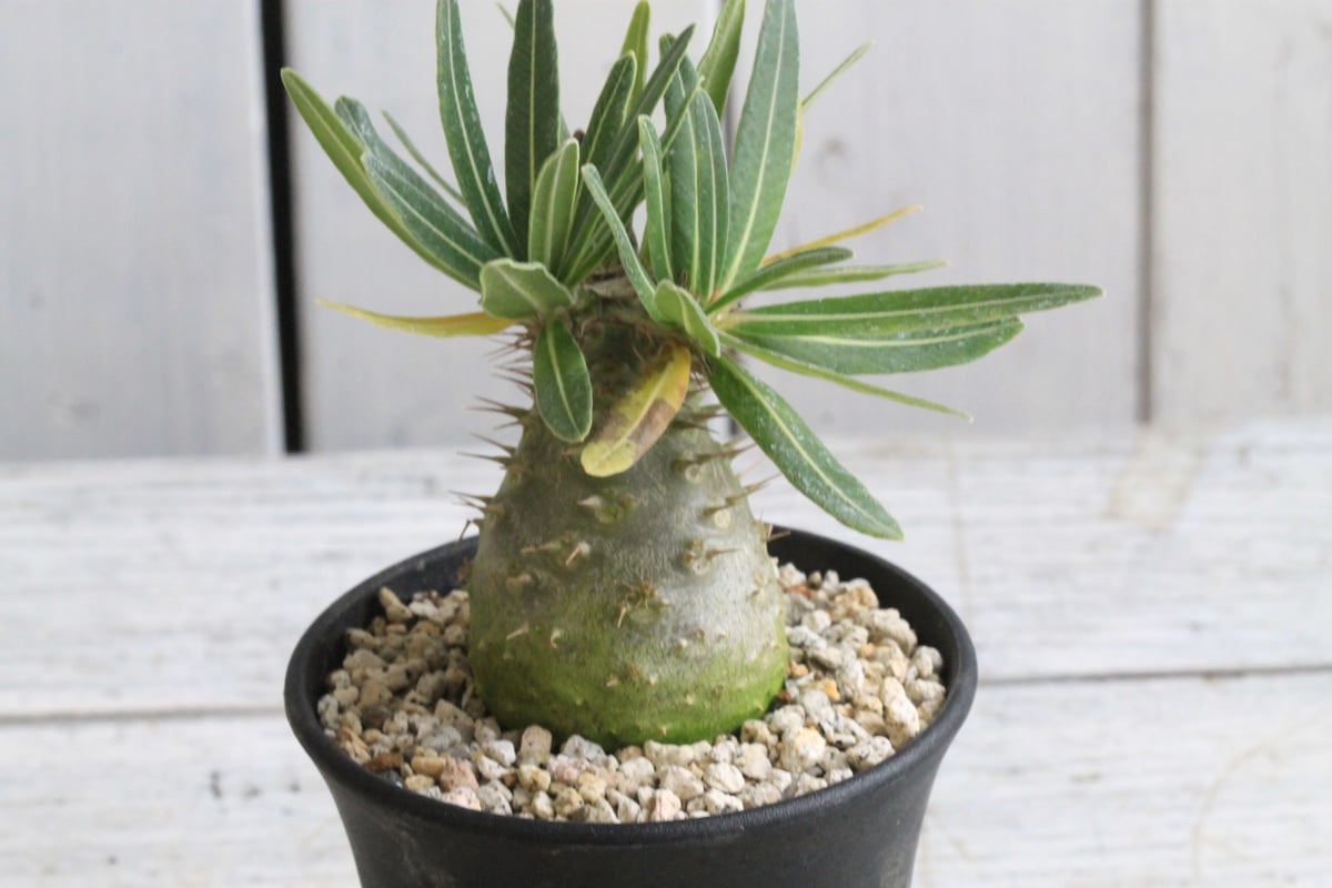 グラキリス実生 高さ約30cm パキポディウム グラキリス 実生② | hanayoshi-botanical