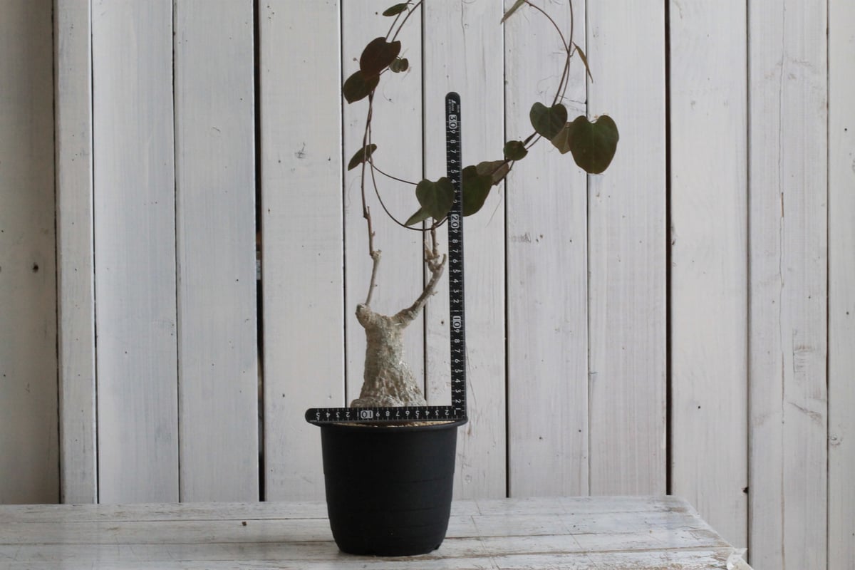 アデニア スタイローサ | hanayoshi-botanical