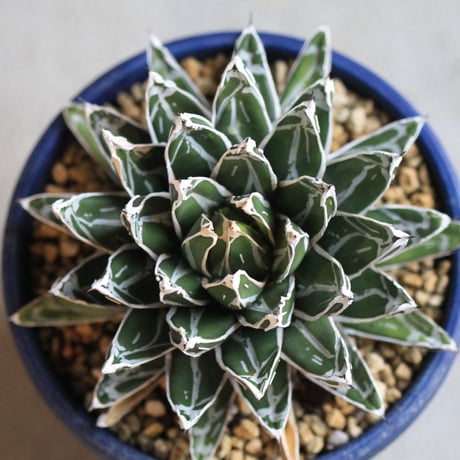 agave victoriae-reginae 児玉姫笹の雪