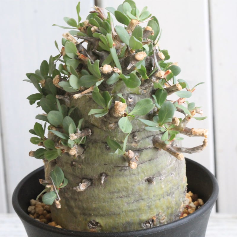 別格巨木　怪物モンスター級現地球　発根済　フォークイエリア　コルムナリス　観峰玉 別格巨木 怪物モンスター級現地球 発根済 フォークイエリア