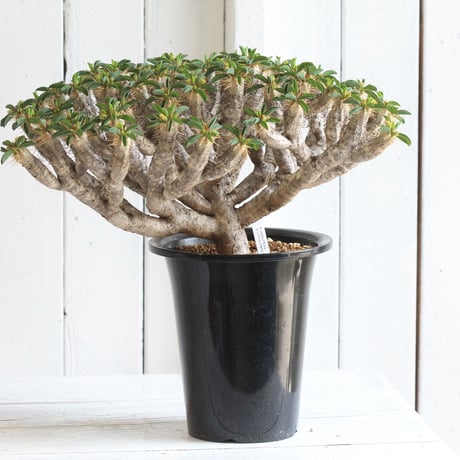 Euphorbia guillauminiana ギラウミニアナ
