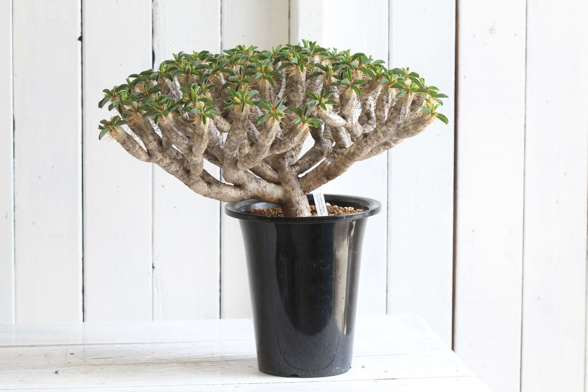 E288【最新到着】Euphorbia ギラウミニアナ（L）（現地球・抜き苗