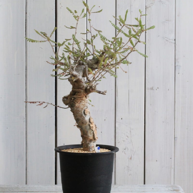 ボスウェリア ネグレクタ | hanayoshi-botanical