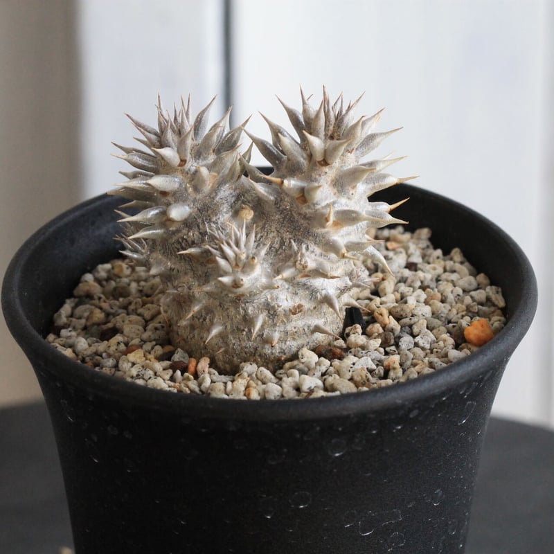 パキポディウム 恵比寿大黒 | hanayoshi-botanical