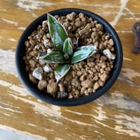 Agave 特選姫笹の雪