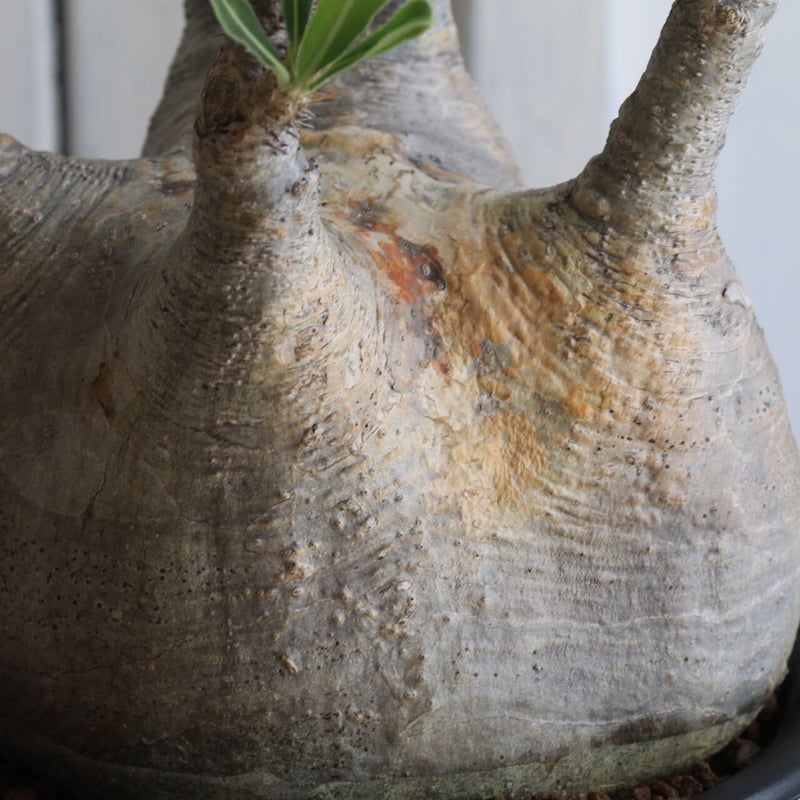 パキポディウム グラキリス 現地株 パキポディウム グラキリス 【現地球/発根済み】HK2402614