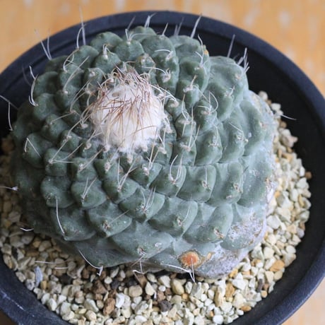 ストロンボカクタス　菊水