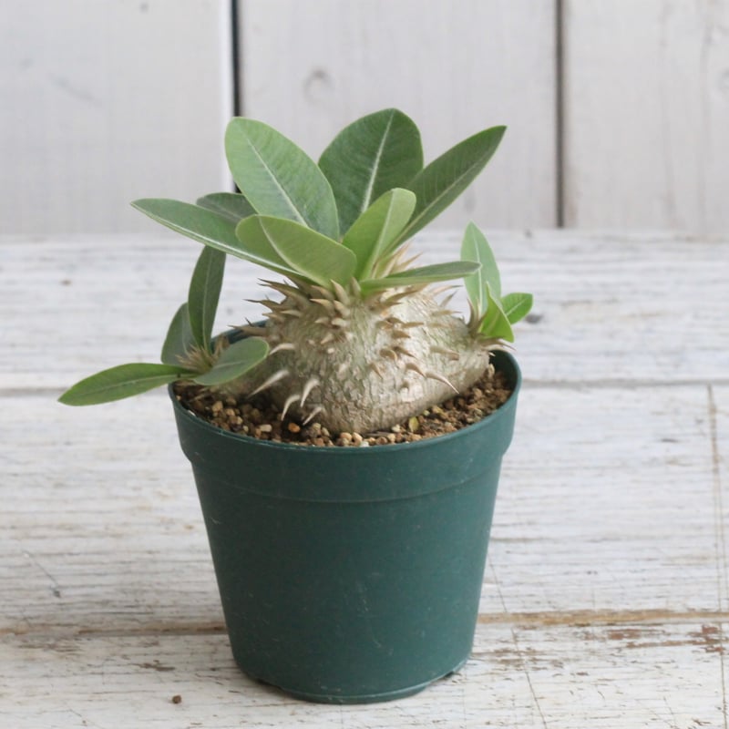 パキポディウム　レウコキサンツム　特選株 パキポディウム レウコキサンツム | mana's farm:塊根植物・アガベ