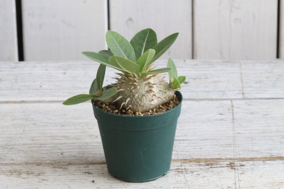 パキポディウム レウコキサンツム×ラウヒー | hanayoshi-botanical