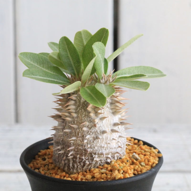 パキポディウム デンシカウレ 恵比寿大黒④ | hanayoshi-botanical