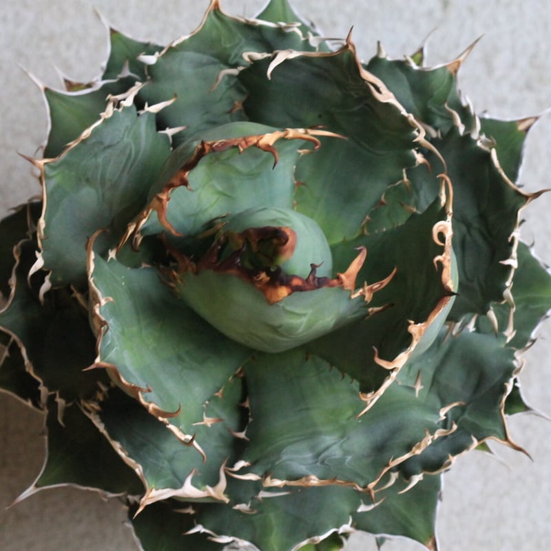 アガベ　チタノタ　NOVA アガベ チタノタ NF | hanayoshi-botanical