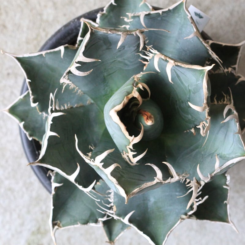アガベ チタノタ ホワイトシャーク（特選） | hanayoshi-botanical