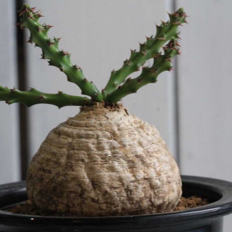 ユーフォルビア デシドゥア | hanayoshi-botanical