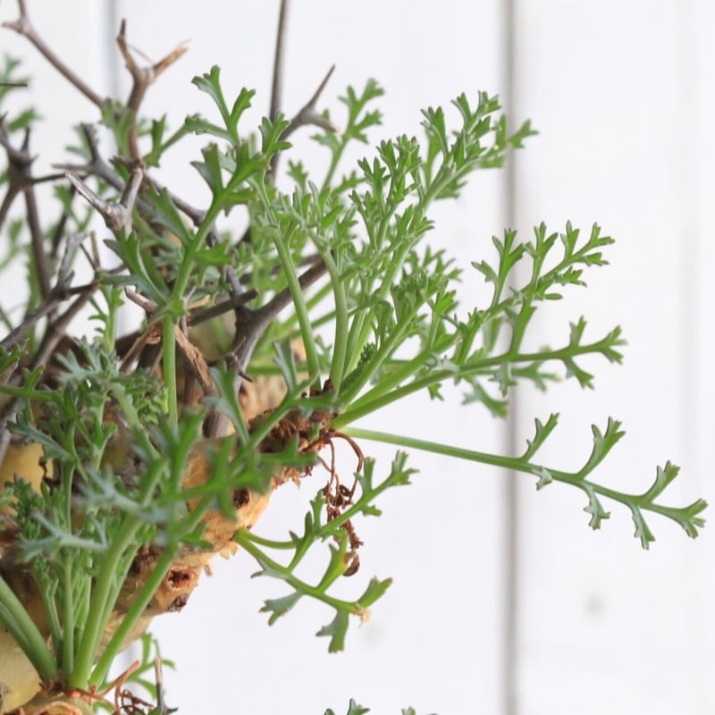 ペラルゴニウム クリズミフォリウム | hanayoshi-botanical