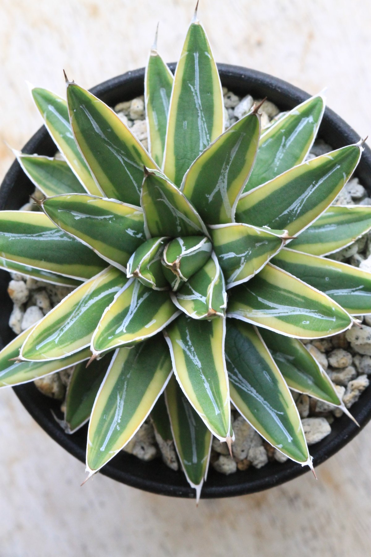 アガベ 'Little Feat' 姫笹の雪錦 楽天市場】多肉植物：アガベ 笹の雪錦 覆輪*幅28cm 現品！一品限り