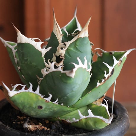 Agave　チタノータ　ホワイトシャーク（選抜）