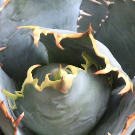 アガベ　チタノタ　白鯨