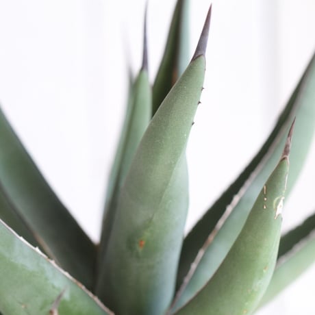 Agave　シャークスキン