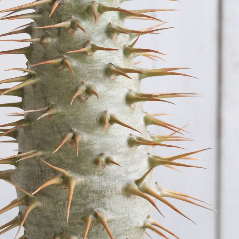 パキポディウム アンボンゲンセ 実生① | hanayoshi-botanical