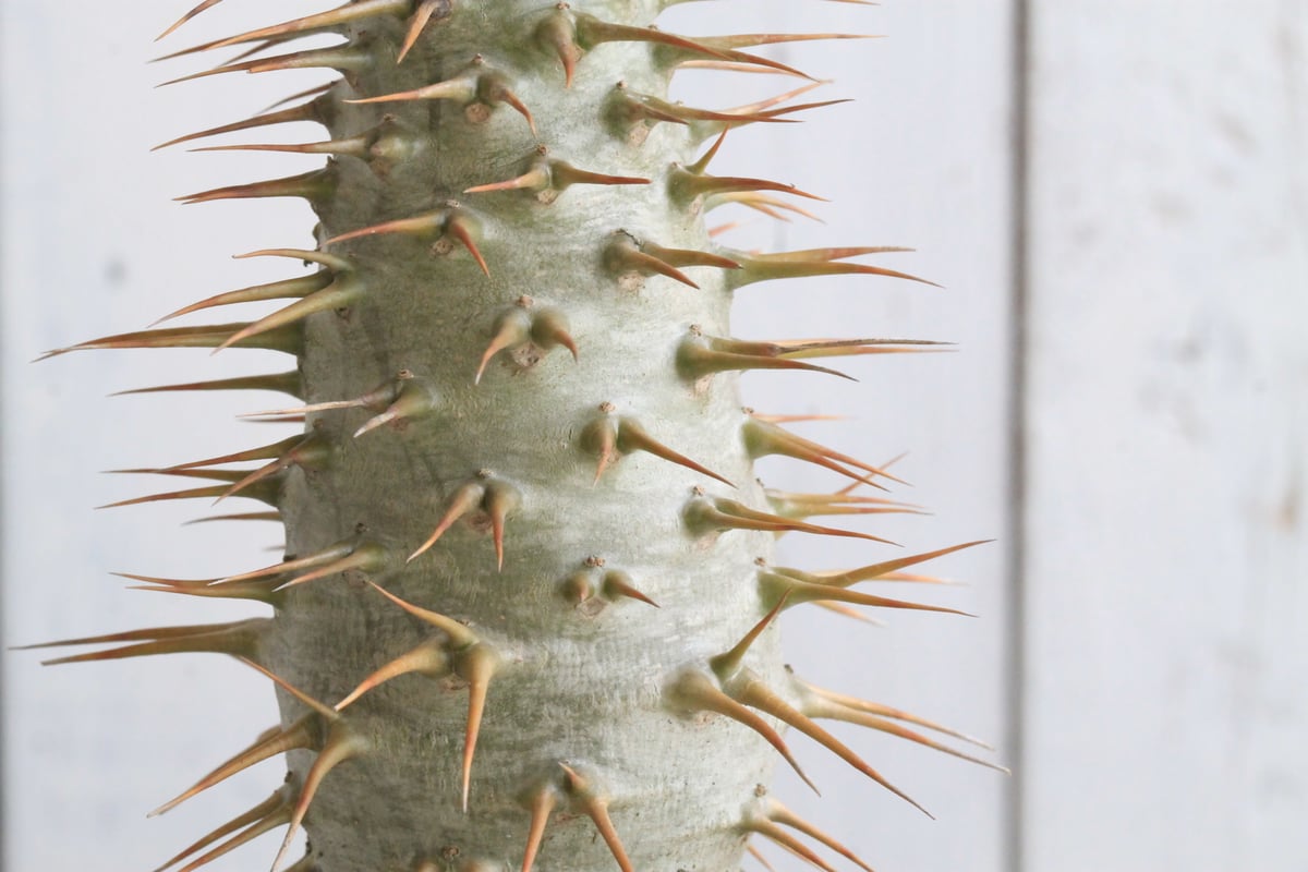 パキポディウム アンボンゲンセ 実生① | hanayoshi-botanical