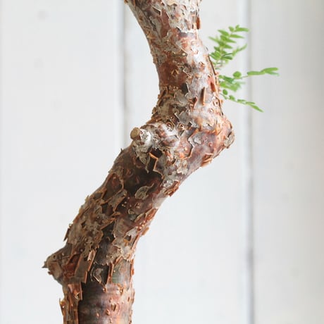 Commiphora　モンストローサ