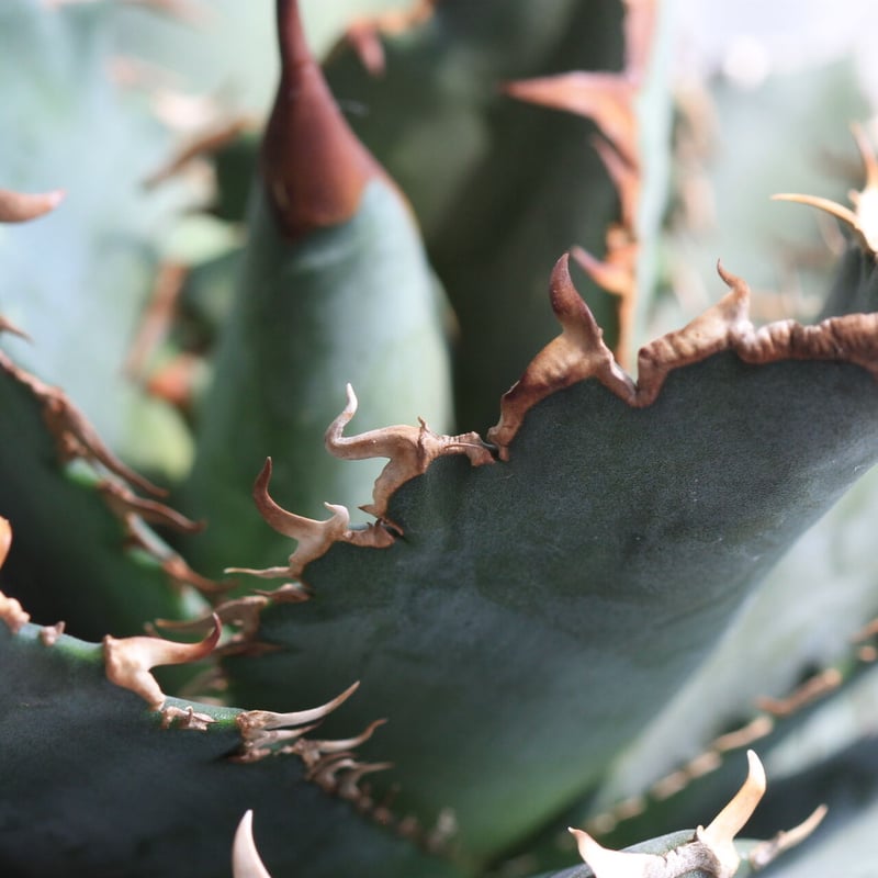 美株！アガベ　チタノタ　厳龍　送料込み！ アガベ チタノタ 厳竜 | hanayoshi-botanical