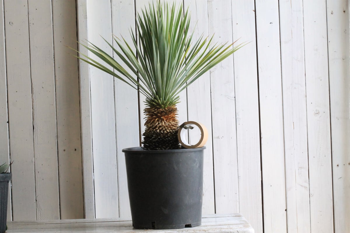 ユッカロストラータブルーサンダー ユッカ ロストラータ ブルーサンダー② | hanayoshi-botanical