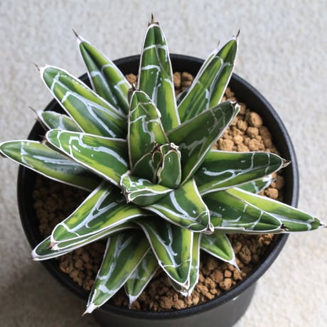 笹の雪錦 | STORES