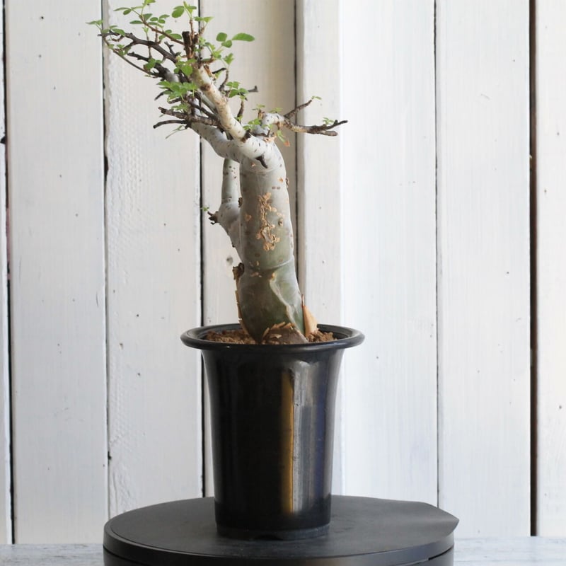 ブルセラ ファガロイデス | hanayoshi-botanical ブルセラ ファガロイデス | hanayoshi-botanical