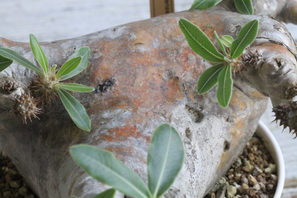 パキポディウム マカイエンセ 現地球 | hanayoshi-botanical