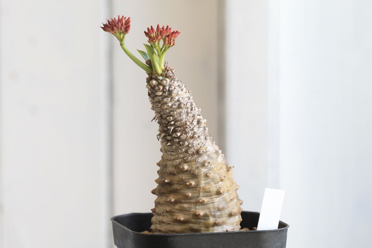 ユーフォルビア　パキポディオイデス　現地球　発根株　(鉢付き) 塊根植物 ユーフォルビア パキポディオイデス 現地球 発根株 (鉢付き