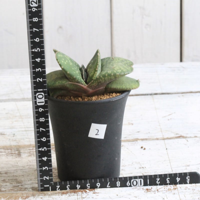 ガステリア 恐竜② | hanayoshi-botanical