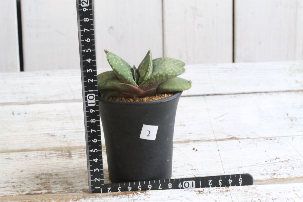 ガステリア 恐竜② | hanayoshi-botanical