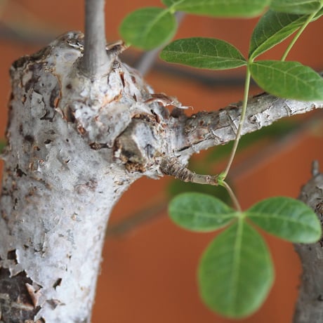commiphora　オルビクラリス
