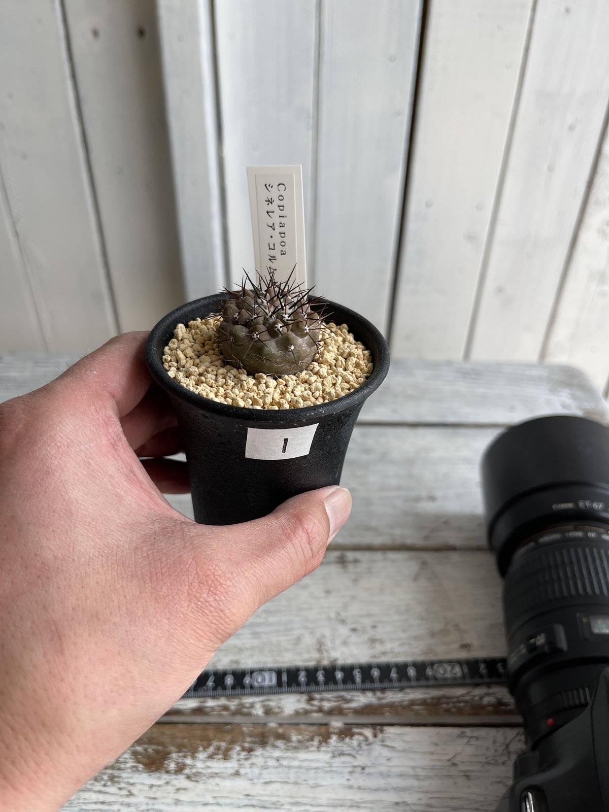 コピアポア シネレア コルムナアルバ 弧竜丸（実生） | hanayoshi