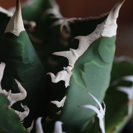 Agave　チタノータ　ホワイトシャーク（選抜）