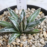 最終価格 笹の雪 氷山 アガベ 氷山 | hanayoshi-botanical