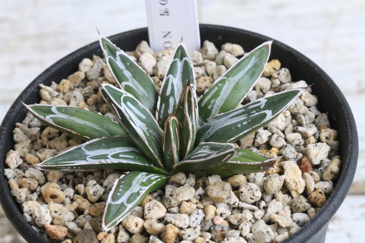 fit=scale-down,w=1200