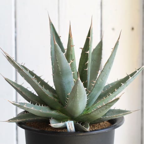 Agave purpusolm　帝釈天