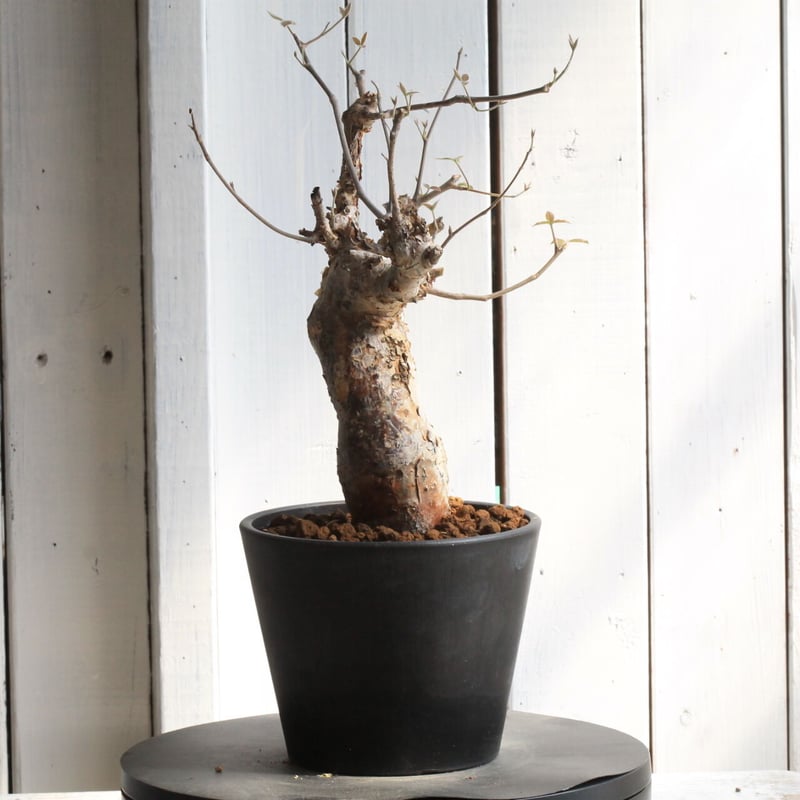 コミフォラ オルビクラリス | hanayoshi-botanical