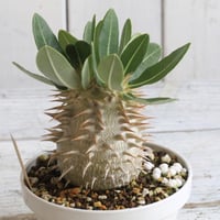 フォークイエリア プルプシー（実生） | hanayoshi-botanical